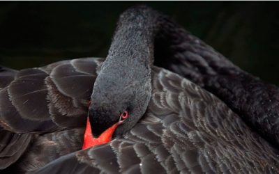 Triste cisne negro